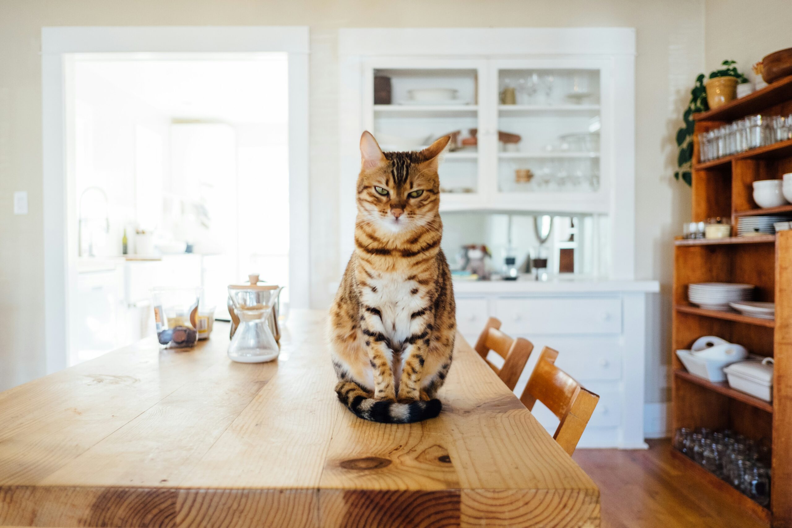 Cat sitting on table