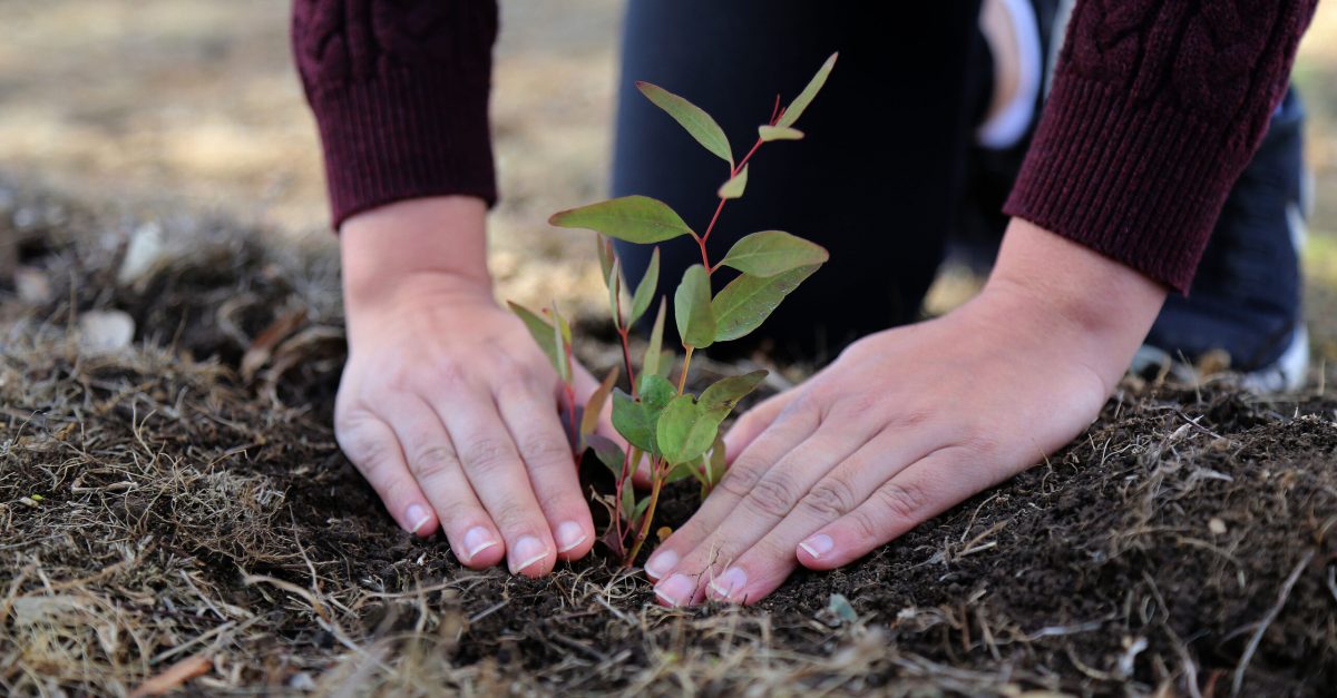 PlantingSeedlings